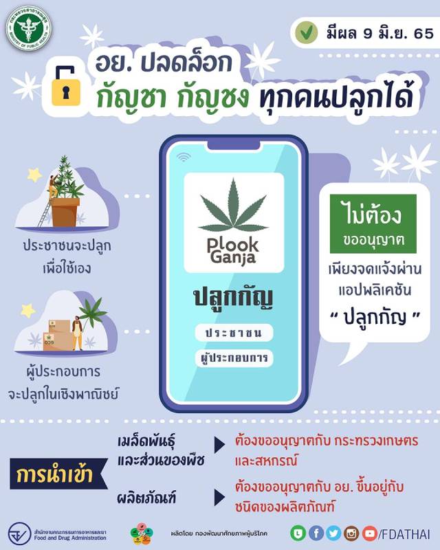 ปลูกกัญชา อย.